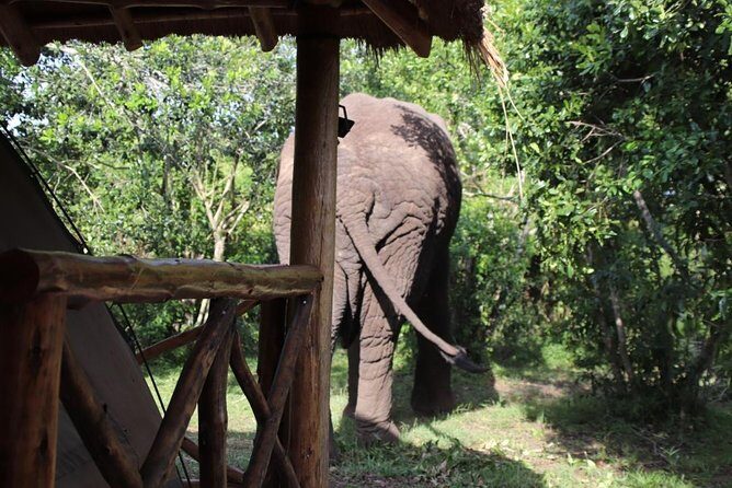 5 Day Gorillas, Wildlife and Kalinzu Forest Chimp Trek - The 5-day magic trick: Bwindi, Queen Elizabeth, then Kalinzu