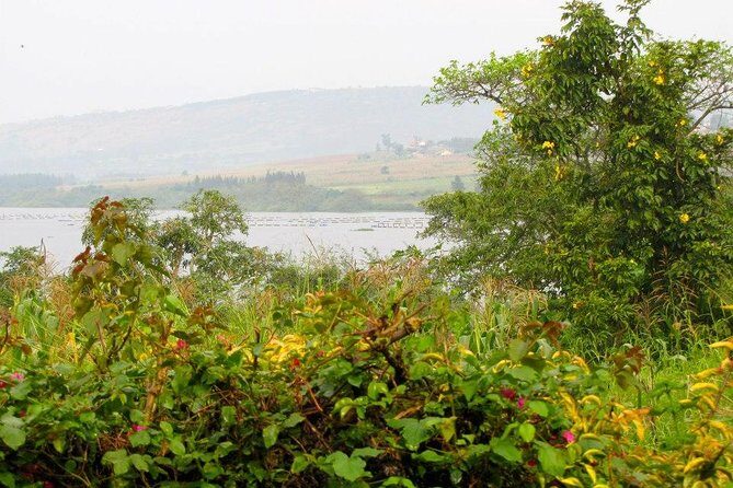 5 Day Gorillas, Wildlife and Kalinzu Forest Chimp Trek - Day 4: Early Kasenyi plains hunt for lions, then Kazinga Channel cruise