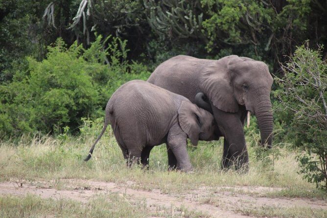 5 Day Gorillas, Wildlife and Kalinzu Forest Chimp Trek - Day 5: Kalinzu chimp trekking and the transfer back to Entebbe or Kampala