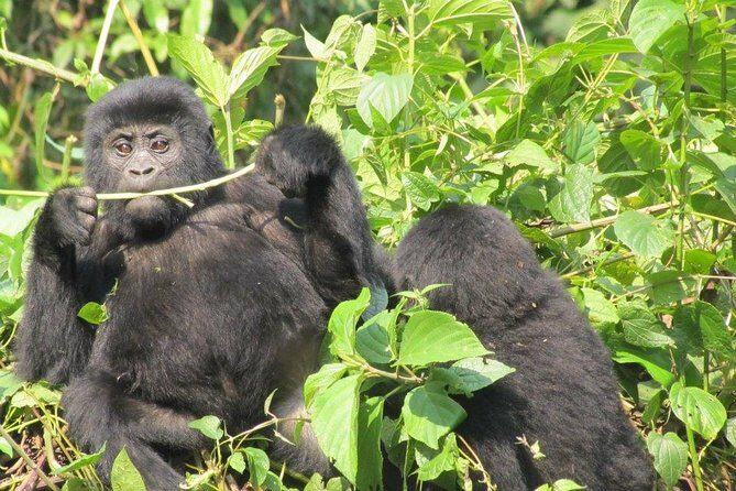 5 Day Gorillas, Wildlife and Kalinzu Forest Chimp Trek - Price and logistics: where the value really shows