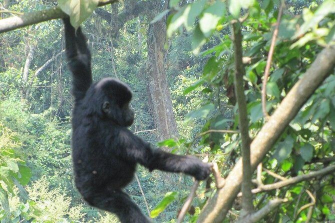 5 Day Gorillas, Wildlife and Kalinzu Forest Chimp Trek - Small-group pacing: why max 5 changes your day