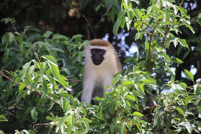 5 Day Gorillas, Wildlife and Kalinzu Forest Chimp Trek - Day 2: Bwindi gorilla trek, from briefing to first sightings