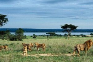 5-Day Murchison Falls, Budongo Chimps, Wildlife Big 5 Safari - Day 2: Zziwa Rhino tracking on the way to Murchison