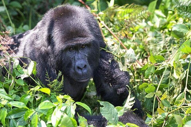 5-Day Pearl of Africa Chimps and Gorilla Trekking Safari - Five Days Through Uganda’s Primate Hotspots and Lake Views
