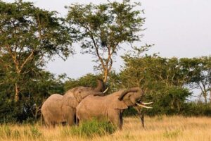 5-Day Pearl of Africa Chimps and Gorilla Trekking Safari - Your Transport Setup: comfortable 4×4, English guide, and real road time