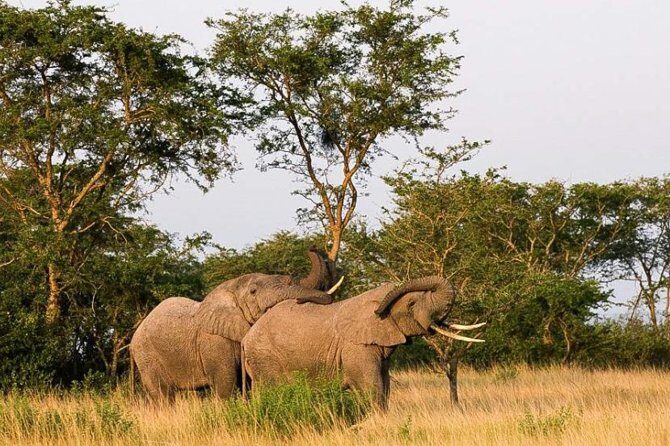 5-Day Pearl of Africa Chimps and Gorilla Trekking Safari - Your Transport Setup: comfortable 4×4, English guide, and real road time