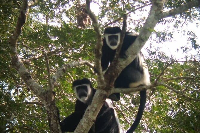 5 days best wildlife experience in Uganda - Kibale chimp trek and Queen Elizabeth wildlife in a single 5-day loop