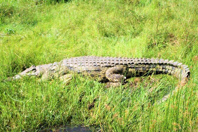5 days best wildlife experience in Uganda - Day 5: Kampala return with Mbarara lunch and the Equator photo stop