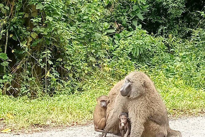 5 days best wildlife experience in Uganda - Day 1: Amabere Caves, Fort Portal lunch, then Lake Kigere viewpoints
