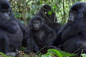5 Days Bwindi gorilla trekking and Queen Elizabeth safari - Kampala to the wild: how this 5-day route stays practical