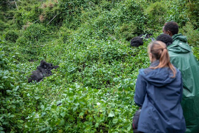 5 Days Gorilla and Chimpanzee Trekking in Uganda - Key Highlights at a Glance