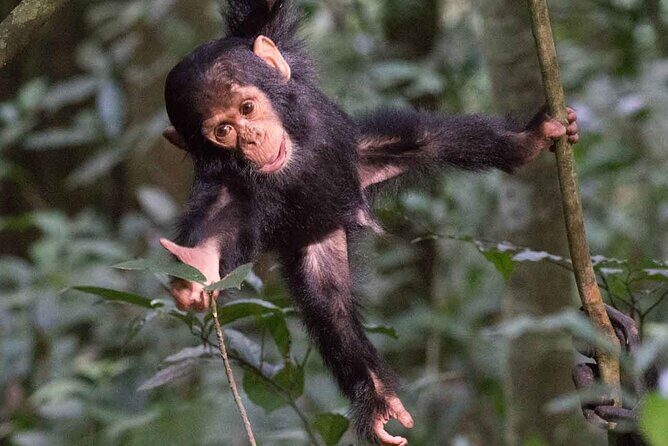 5 Days Gorilla and Chimpanzee Trekking in Uganda - Day 4 Into Day 5: Lake Bunyonyi for Canoes and Island Time