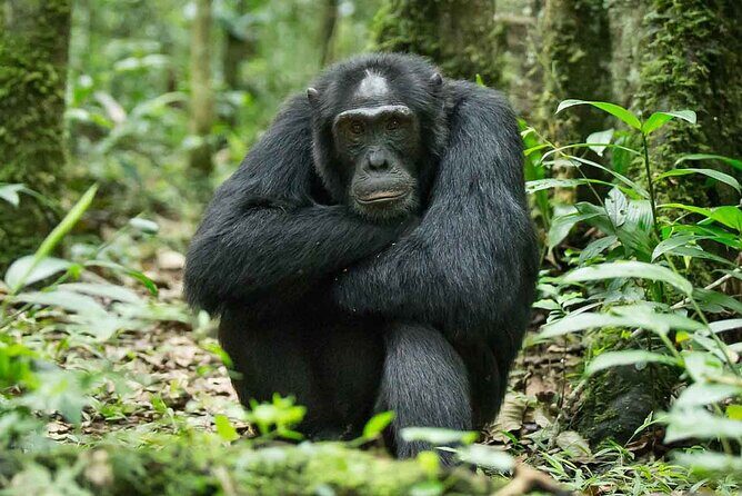 5 Days Gorilla and Chimpanzee Trekking in Uganda - Guides Matter: Robert, Ariyo Timothy, Dan, and Joram on the Ground