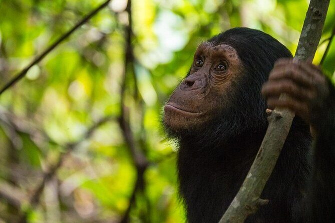 5 Days Gorilla and Chimpanzee Trekking in Uganda - Day 1 to Day 2: Kibale Forest Chimps and Bigodi Wetlands
