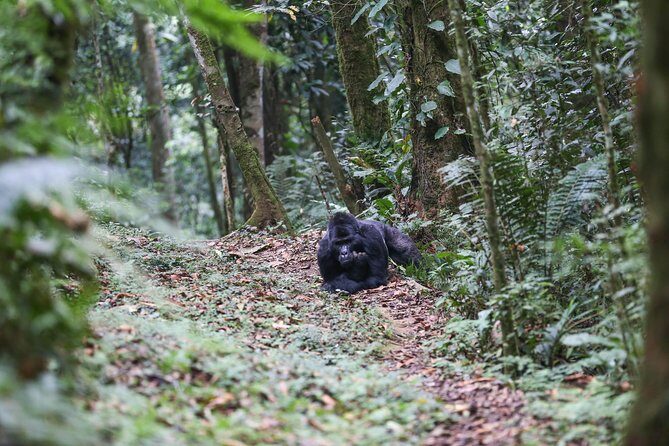 5 Days Gorilla Safari Uganda - A 5-day Uganda gorilla safari that mixes forest and real life