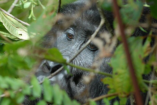 5 Days Gorilla Safari Uganda - Bwindi briefing and gorilla tracking: where the schedule matters