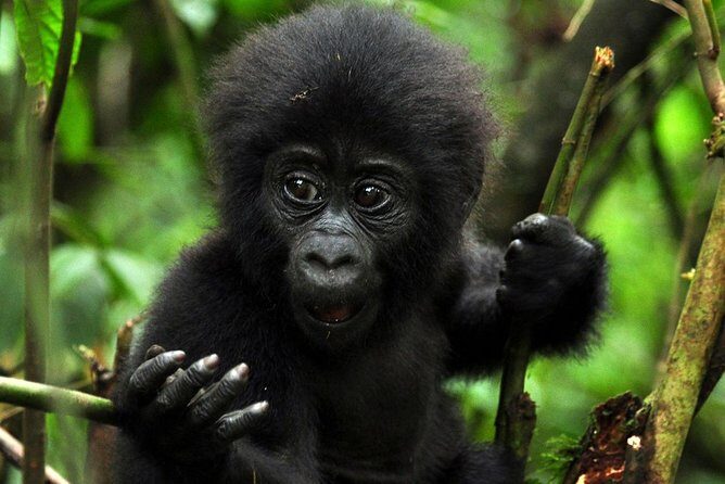 5 days gorilla & Wildlife safari in Uganda - Day 2: Bwindi gorilla trekking at 8:00, then Lake Bunyonyi island cruising