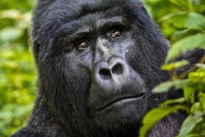 5 days gorilla & Wildlife safari in Uganda - Day 3: Queen Elizabeth National Park and the Ishasha tree-climbing lion chance