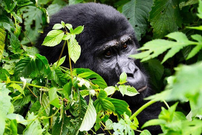 5 days gorilla & Wildlife safari in Uganda - Day 4: Morning wildlife drives, then Kazinga Channel for hippos and pelican chaos