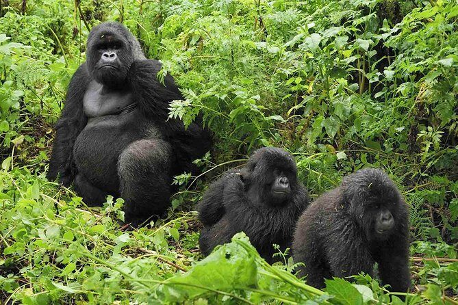 5 days gorilla & Wildlife safari in Uganda - Day 5: Kyambura Gorge chimp tracking, plus the Equator stop on the way back to Kampala