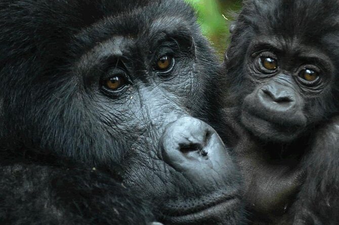 5 days gorilla & Wildlife safari in Uganda - Price and value: what $2,228.72 per person actually covers