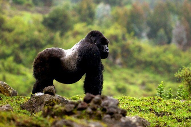 5 days gorilla & Wildlife safari in Uganda - What makes this operator’s trip experience feel different