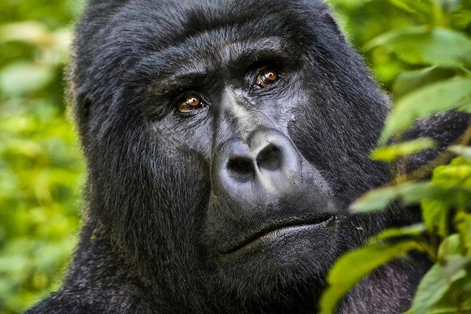 5 days gorilla & Wildlife safari in Uganda - Day 3: Queen Elizabeth National Park and the Ishasha tree-climbing lion chance