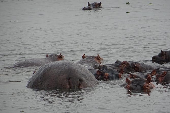 5 Days gorillas and Lion Tour in Uganda - Kazinga Channel boat cruise: when wildlife comes to the water