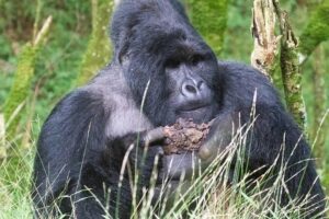 5 Days Uganda Gorilla, Chimpanzee and Wildlife Safari - From Kampala to Queen Elizabeth: how to handle Uganda’s big distances