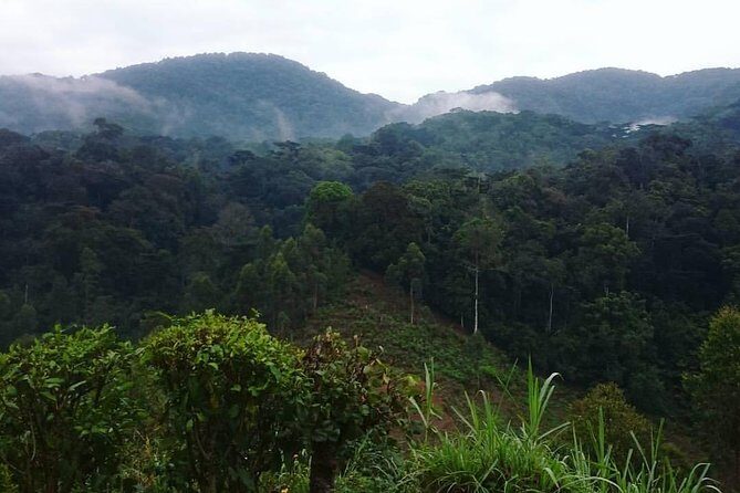 6 Day Gorilla tracking and Wildlife Safari - Price and Logistics: What You’re Really Paying For