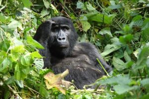 6 Day Gorilla tracking and Wildlife Safari - Day 1 in Kampala or Entebbe: Arrive, Settle, Get Your Bearings