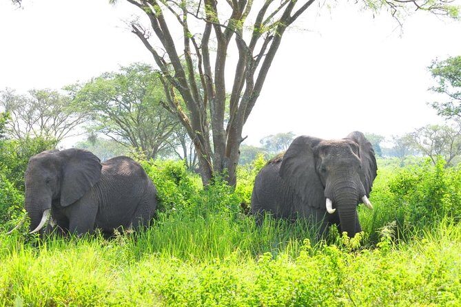 6 Day Gorilla tracking and Wildlife Safari - Day 5: Kyambura Gorge Chimp Trek + Kazinga Channel Boat Cruise