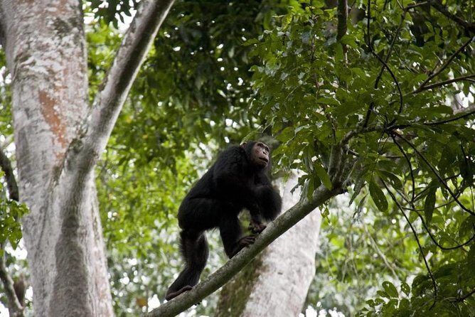 6 Day Gorilla tracking and Wildlife Safari - What Makes This Trip Feel Worth It (and What Might Not)