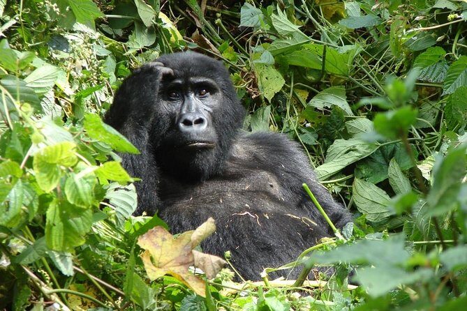 6 Day Gorilla tracking and Wildlife Safari - Day 1 in Kampala or Entebbe: Arrive, Settle, Get Your Bearings