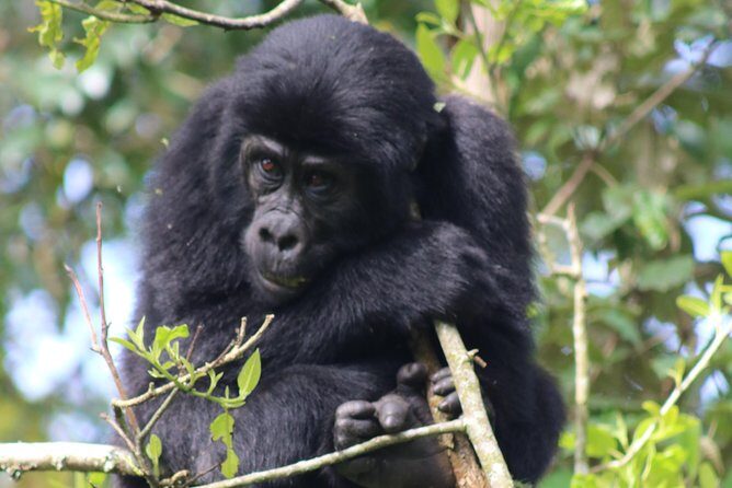 6 Day Gorillas, Golden Monkeys and Chimp Trek at Kibale - Key Highlights Worth Packing Your Plan Around