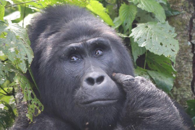 6 Day Gorillas, Golden Monkeys and Chimp Trek at Kibale - Day 2 in Kibale: Chimp Trekking in the Forest (and the Bonus Monkey Mix)