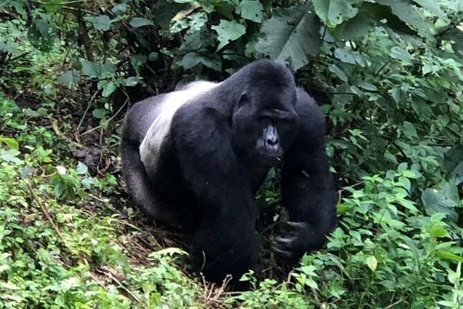 6 Day Gorillas, Golden Monkeys and Chimp Trek at Kibale - Day 3: The Drive Toward Bwindi and the Shift From Savannah to Forest