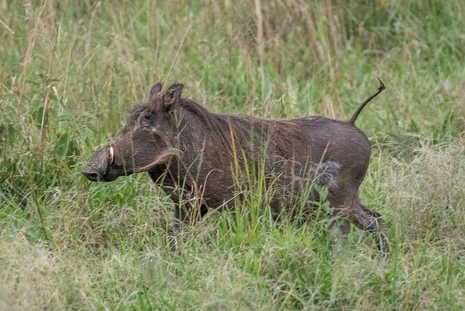 6 Day Gorillas, Golden Monkeys and Chimp Trek at Kibale - Day 4 Gorilla Trek at Bwindi: The Briefing Sets Your Day Up