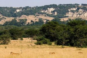 6-Day Murchison Falls, Chimp Trekking and Big Game Combo - Day 1 to 2 in Murchison Falls: Rhino Tracking, Savanna Game, and the Falls