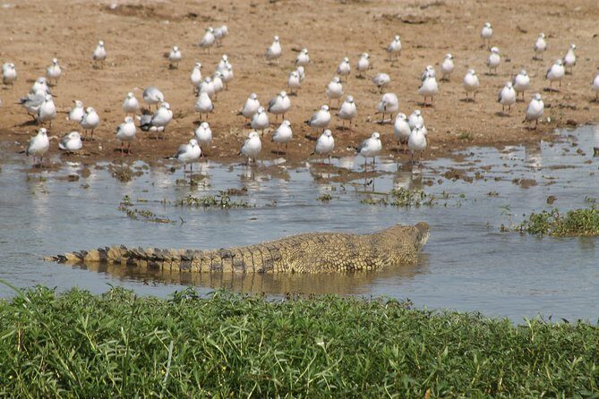 6-Day Queen Elizabeth and Mburo Luxury Safari - Entering Uganda at Entebbe: Airport Pickup and a Calm First Night
