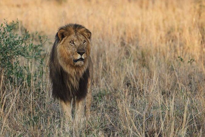 6 Days Chimps, Gorillas & Murchison Falls Africa's Big Five Experience Safari - Day 4: Bwindi arrives via Igongo cultural stop