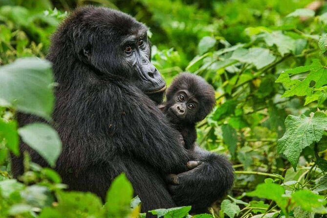 6 Days Uganda Gorilla, Chimps Trekking and Wildlife Safari - Key things that make this safari click
