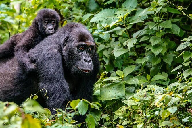 6 Days Uganda Gorilla, Chimps Trekking and Wildlife Safari - Queen Elizabeth National Park: Kasenyi game drive plus Kazinga Channel at 2 pm