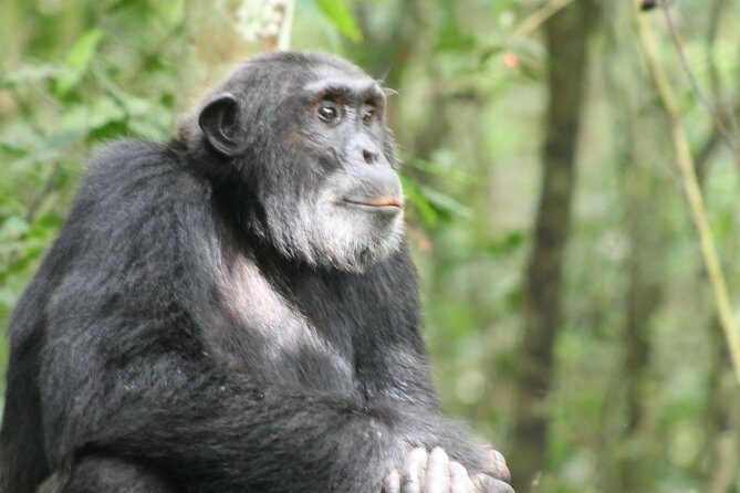 7-Day Murchison Falls, Chimps & Gorilla Trekking - Murchison Falls National Park: rapids, animals, and a falls hike