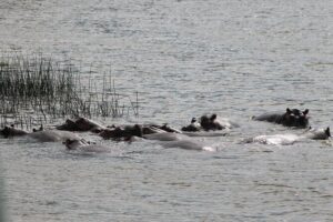 7-Day Murchison Falls, Chimps & Gorilla Trekking - Budongo Forest chimp trekking: forest realism and prime primate time