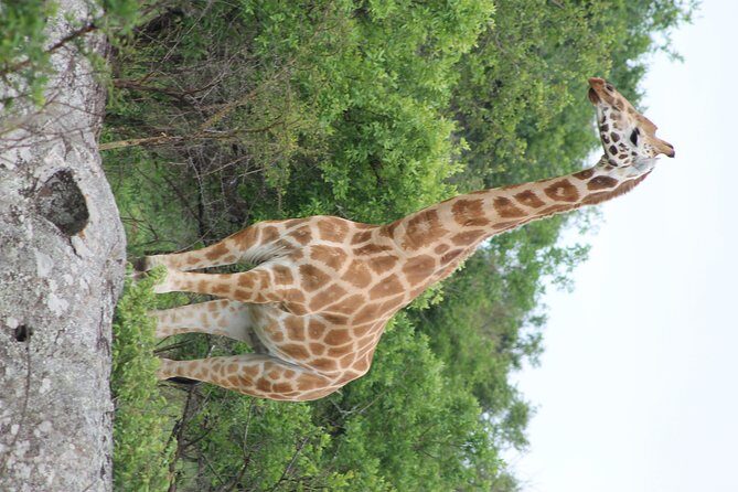 7-Day Murchison Falls, Chimps & Gorilla Trekking - The Queen Elizabeth transfer day: where the drive breaks and you rest