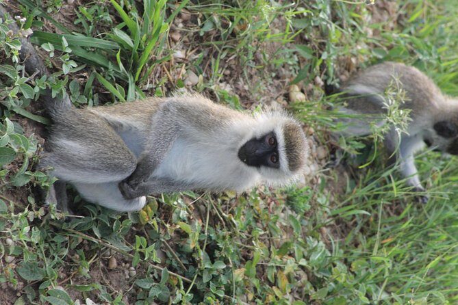 7-Day Murchison Falls, Chimps & Gorilla Trekking - Where the tour starts, ends, and how to plan your flight day