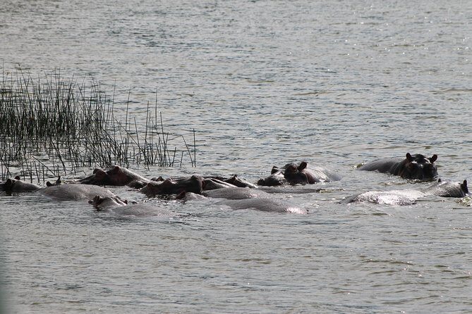 7-Day Murchison Falls, Chimps & Gorilla Trekking - Budongo Forest chimp trekking: forest realism and prime primate time