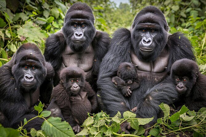 7-Day Private Uganda Gorilla Tracking Safari Tour From Entebbe - Key highlights to look forward to