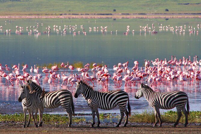 7-Day Private Uganda Gorilla Tracking Safari Tour From Entebbe - Entebbe to Lake Victoria: where your trip actually starts